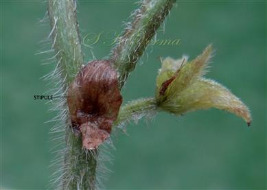  Stipules